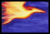 firebird2.jpg